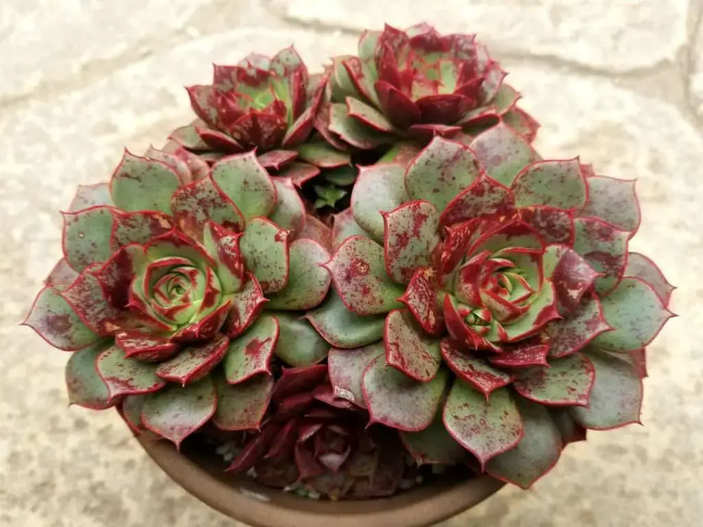 Echeveria-longissima-var.-aztatlensis1.jpg