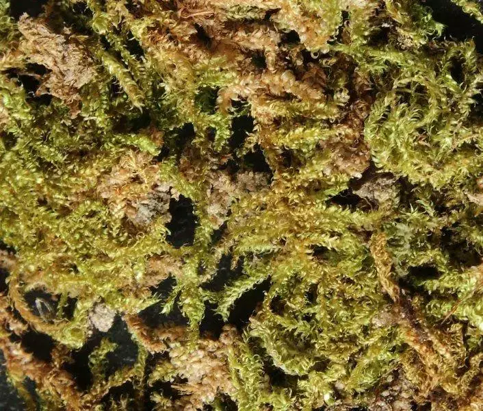 Ectropothecium%2Bleptochaeton.jpg