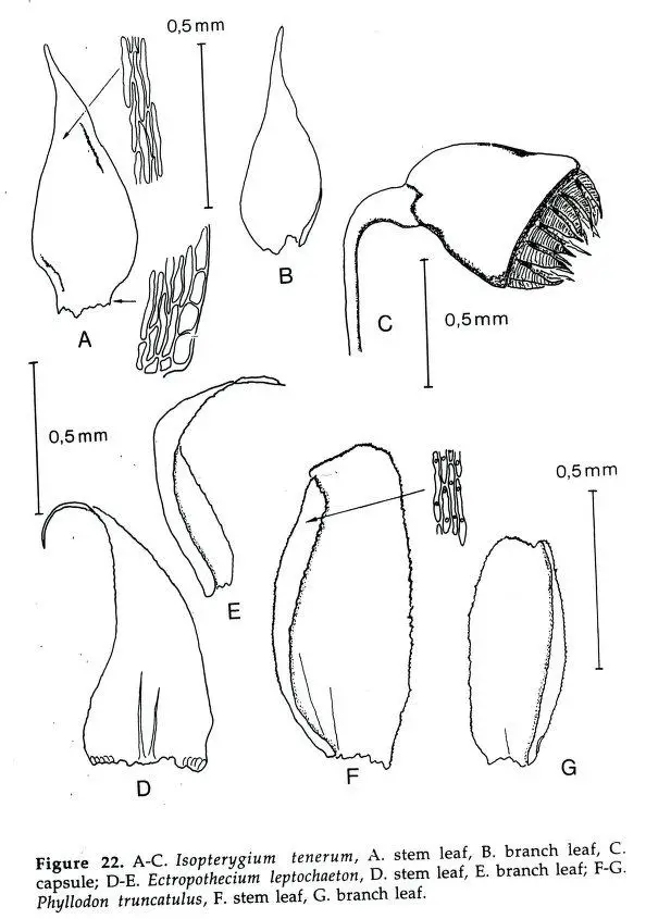 Ectropothecium%2Bleptochaeton%2BZ.jpg