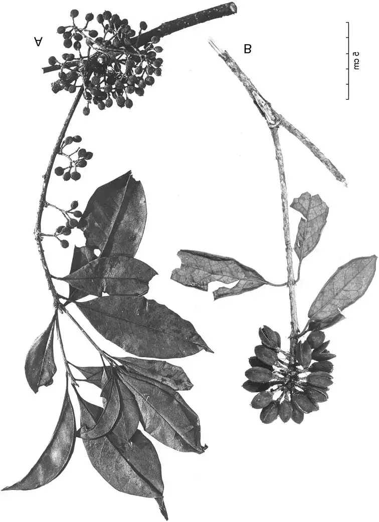 Eipo-name-mena-for-two-very-different-species-A-Pittosporum-ramiflorum-Zoll.png