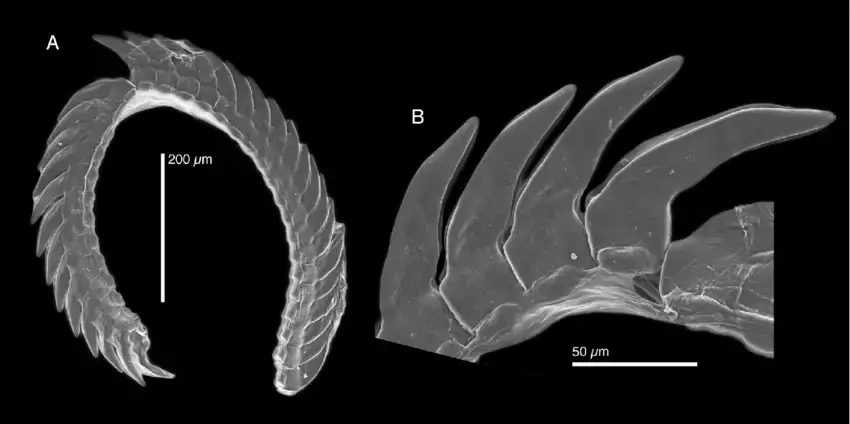 Elysia-serca-SEM-of-the-radula-A-Radula-LACM-173228-B-Leading-tooth-CPIC-00027.png