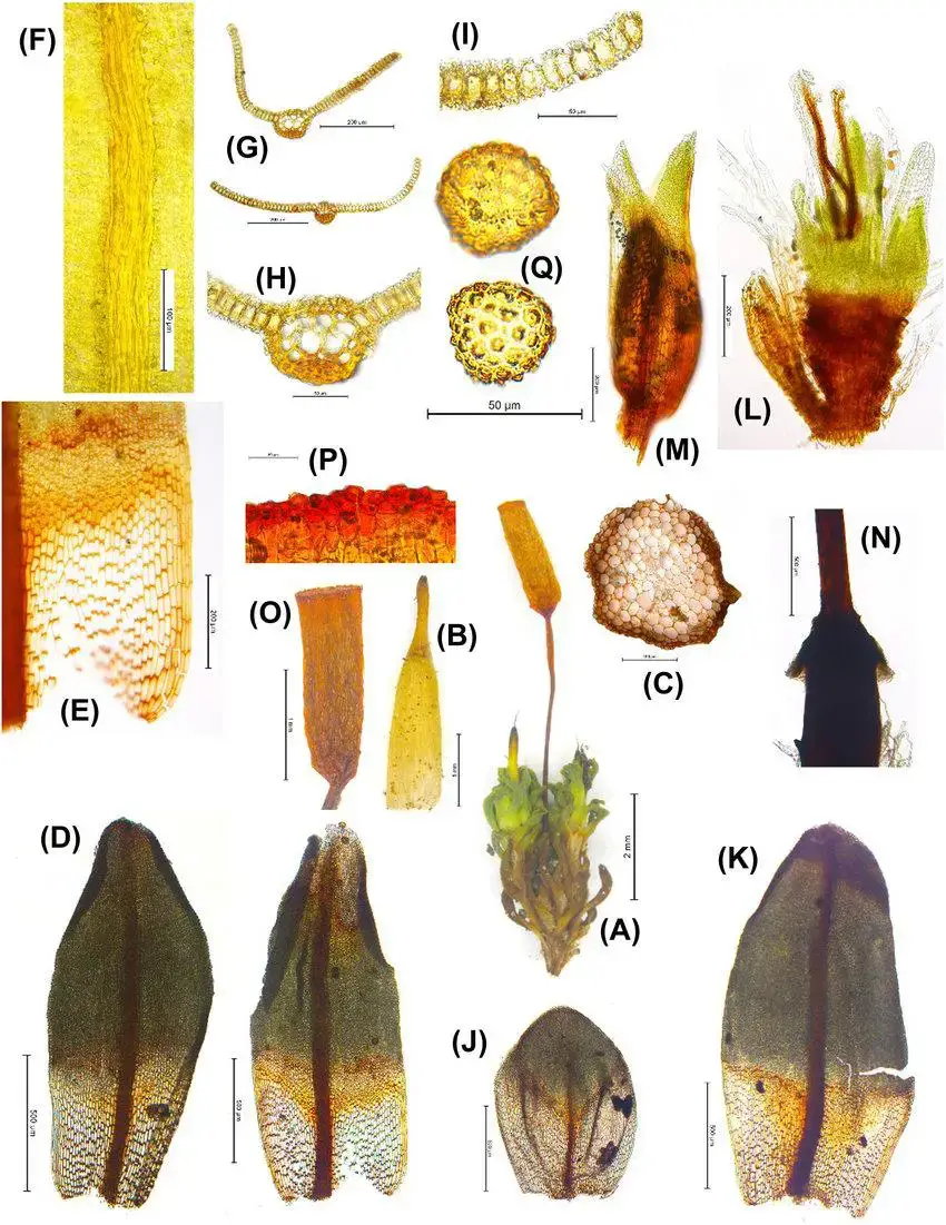 Encalypta-driva-A-shoot-with-sporophyte-B-calyptra-C-transverse-section-of-stem.jpg