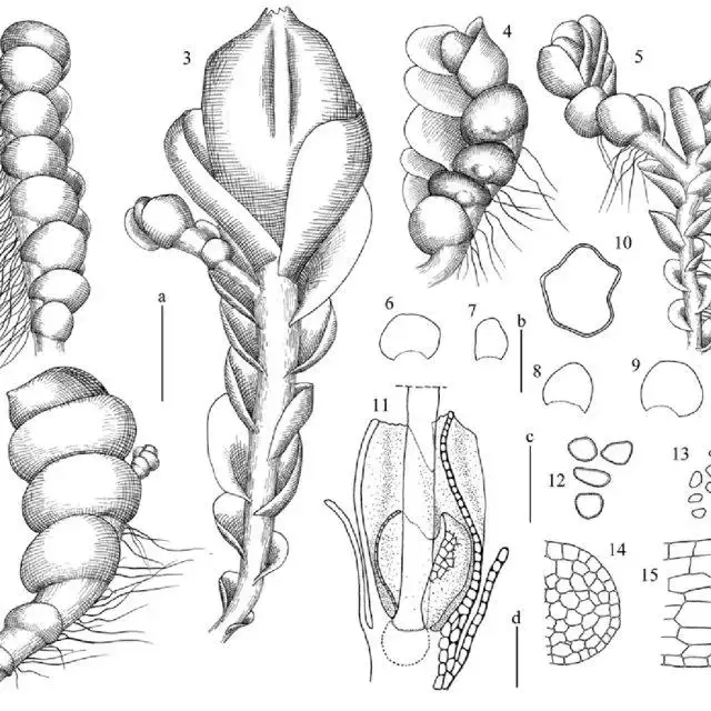 Endogemma-caespiticia-Lindenb-Konstant-Vilnet-AV-Troitsky-1-sterile-branch-2_Q640.jpg