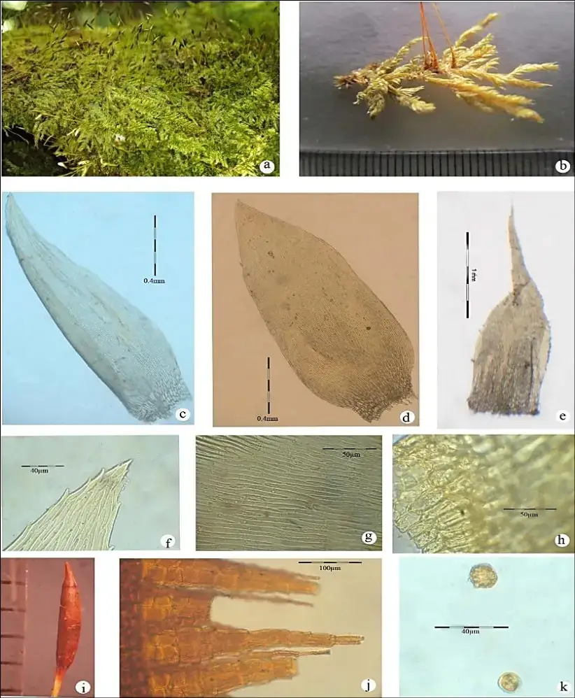 Entodon-plicatus-MullA-B-Habit-C-Branch-Leaf-D-Stem-Leaf-E-Perichaetial-Leaf-F.png