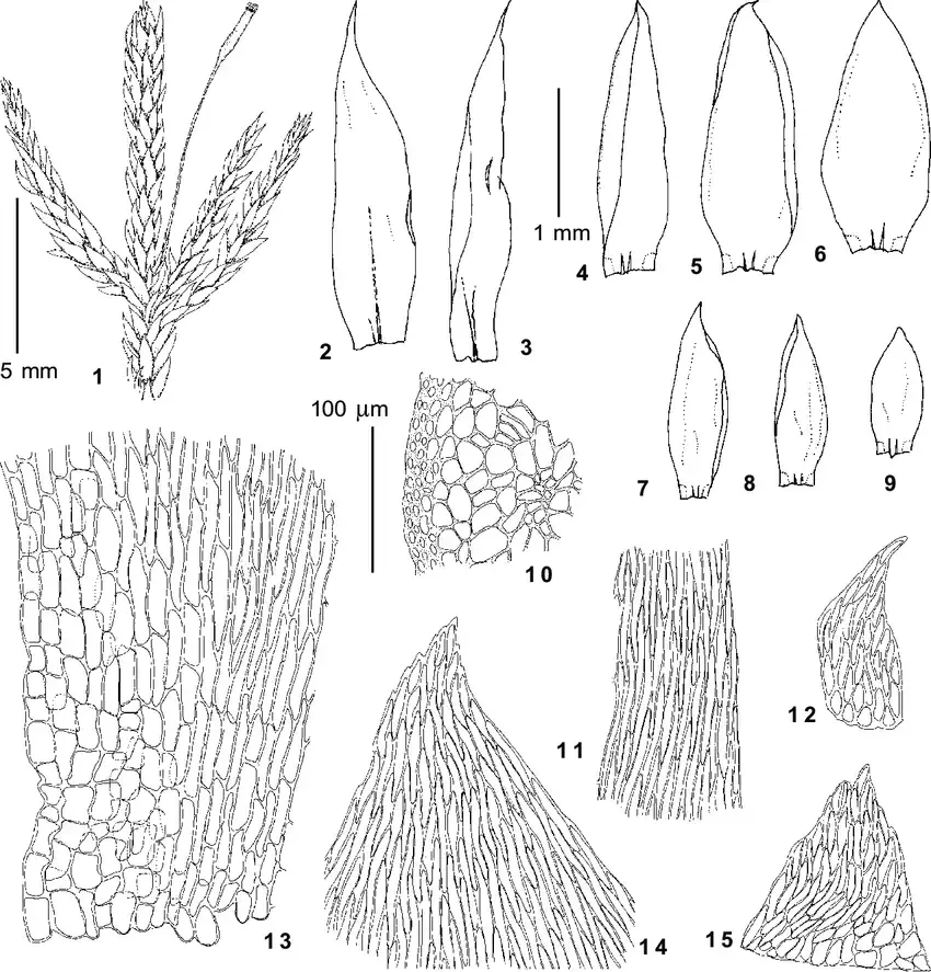 Entodon-schleicheri-Schimp-Demeter-from-Kobukhta-700-m-Ignatov-0-247-1-habit.png