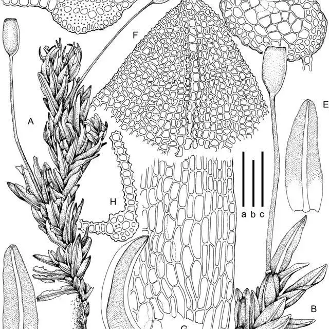 Eobryum-hildebrandtii-MuellHal-RHZander-A-Dry-habit-B-Moist-habit-C-E-Leaves_Q640.jpg