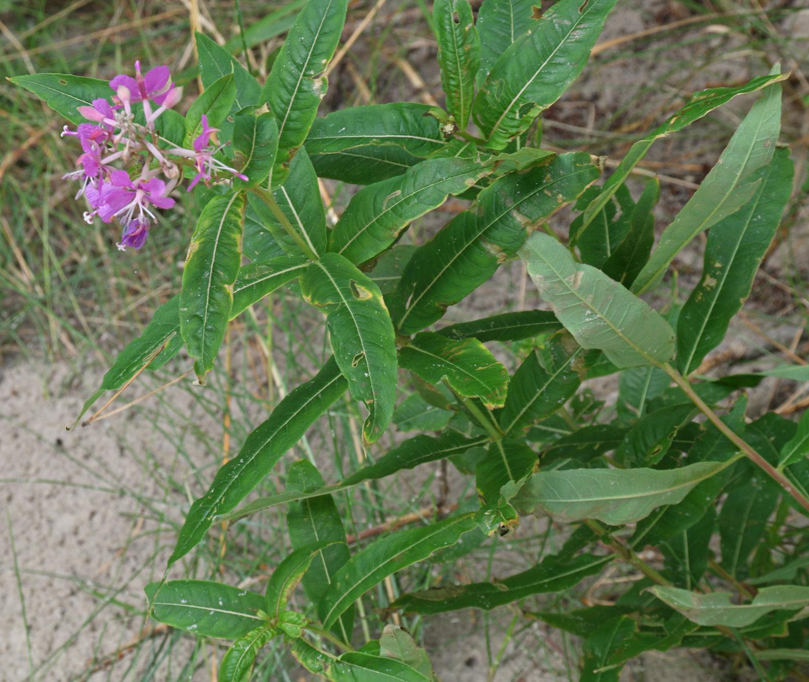 Epilobium-angustifolium-1.jpg