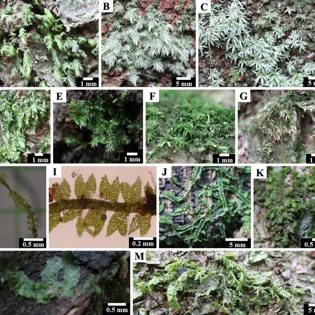 Epiphytic-bryophytes-in-the-study-area-Acrocarpous-mosses-A-Fissidens-hollianus-B_Q640.jpg