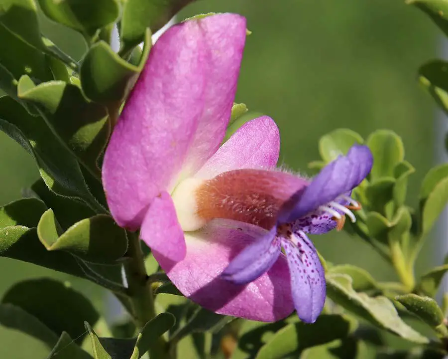 Eremophila-Cuneifolia-x-Fraseri.jpg