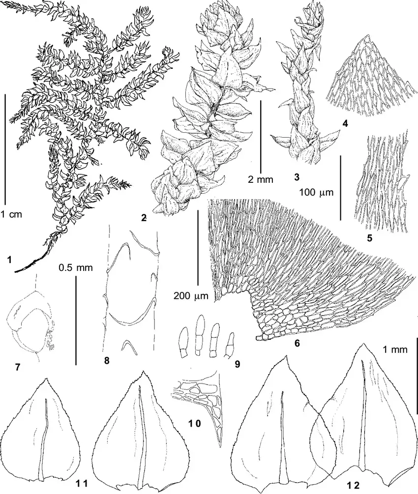 Eurhynchium-angustirete-Broth-Kop-from-Ignatov-34-45-1-habit-2-upper-part-of.png