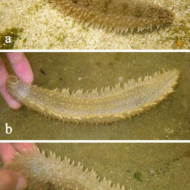 Ex-situ-photographs-of-Holothuria-ocellata-at-its-a-dorsal-b-ventral-and-c_Q640.jpg