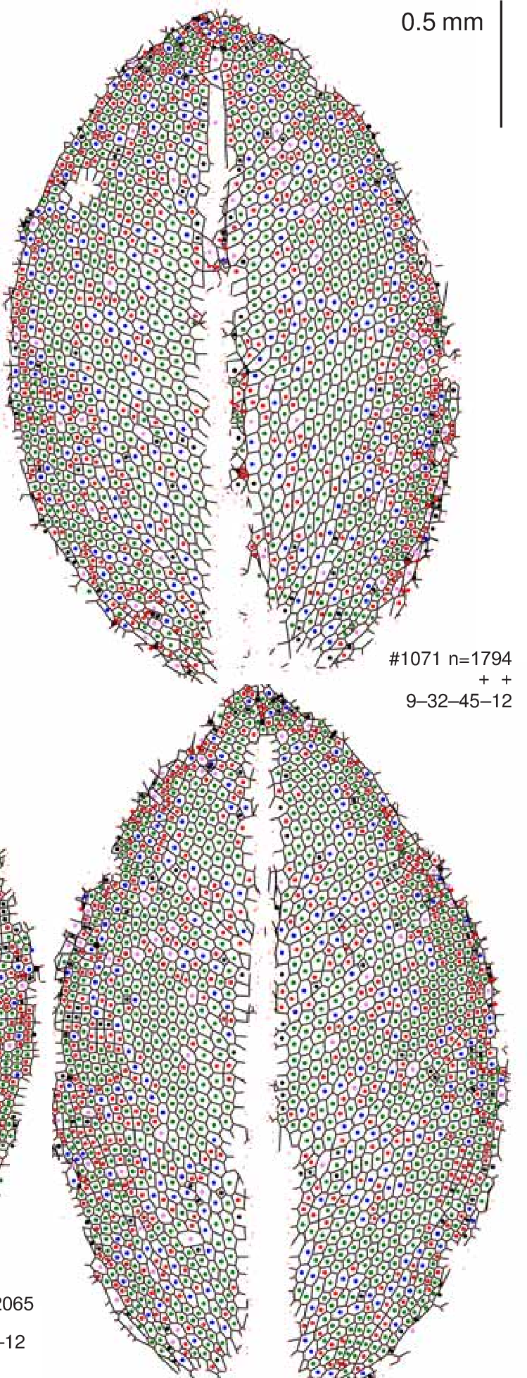 Examples-of-fully-developed-leaves-of-Cyrtomnium-hymenophylloides-used-in-the-present.png