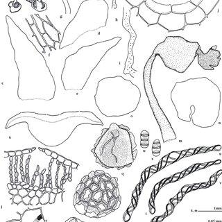 Exormotheca-ceylonensis-Meijer-a-x-a-A-Female-Plant-Dorsal-View-b-Plant-Ventral_Q320.jpg