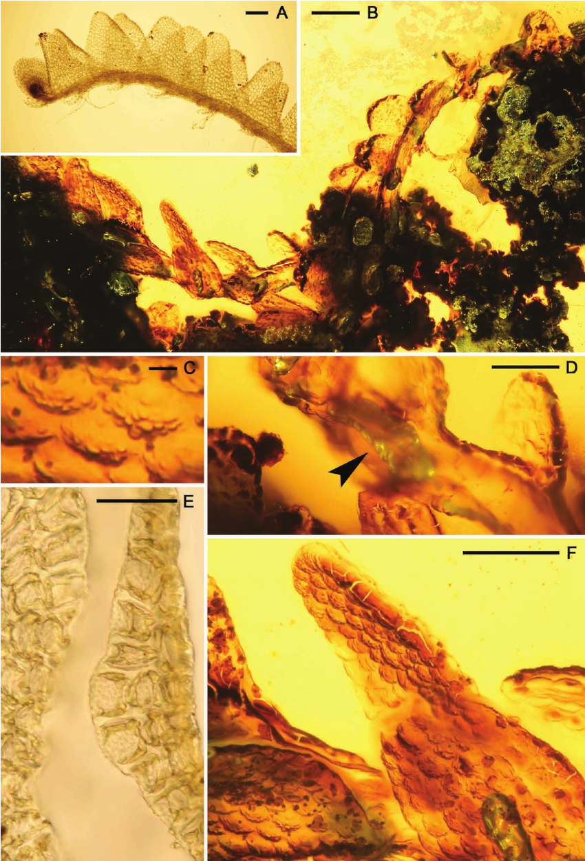 Extant-Notoscyphus-lutescens-A-E-and-extinct-Notoscyphus-grollei-B-D-and-F-A-B.png