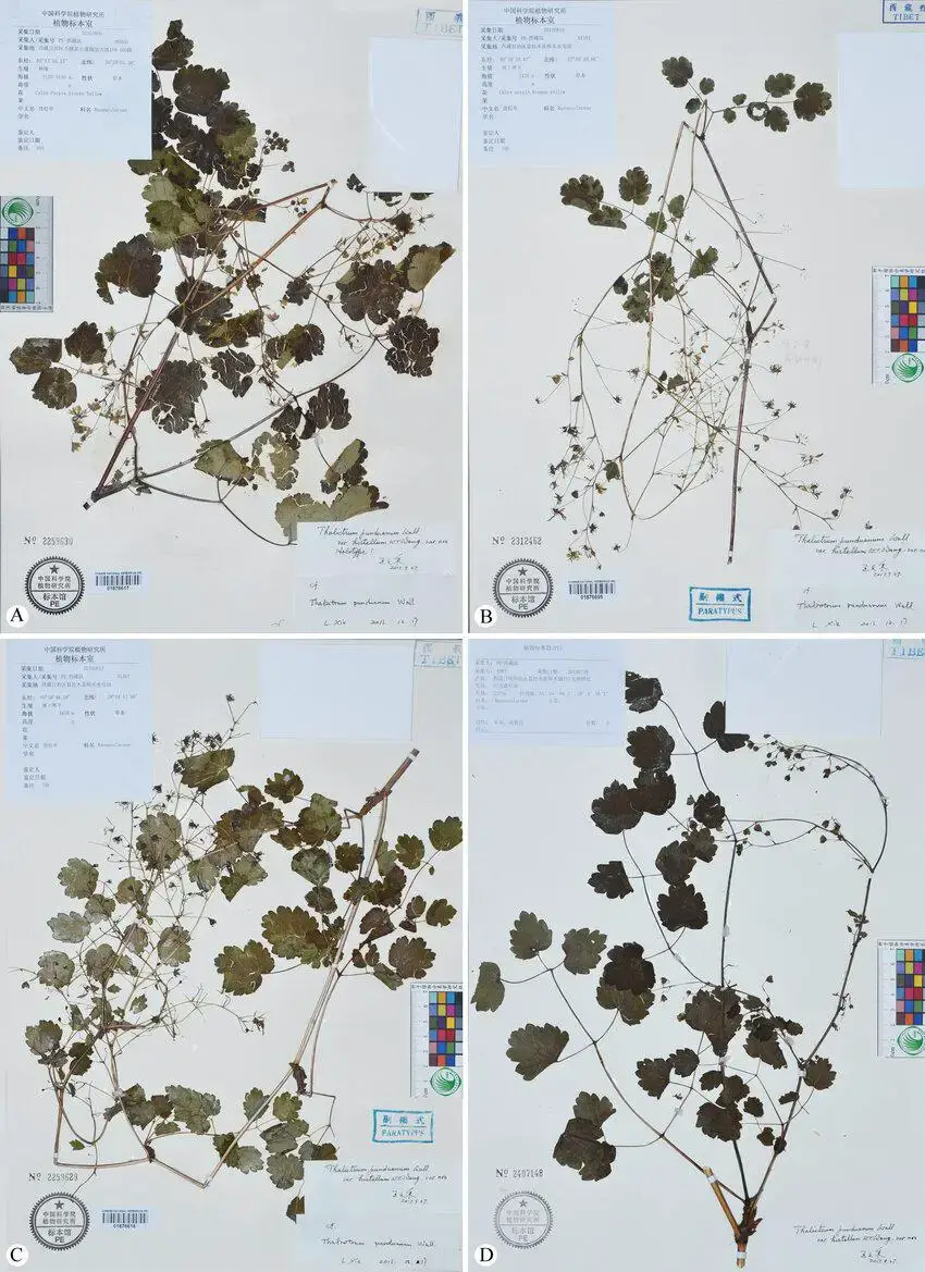 FIGURE-Holotype-A-and-paratype-B-D-sheets-of-Thalictrum-punduanum-var-hirtellum.jpg