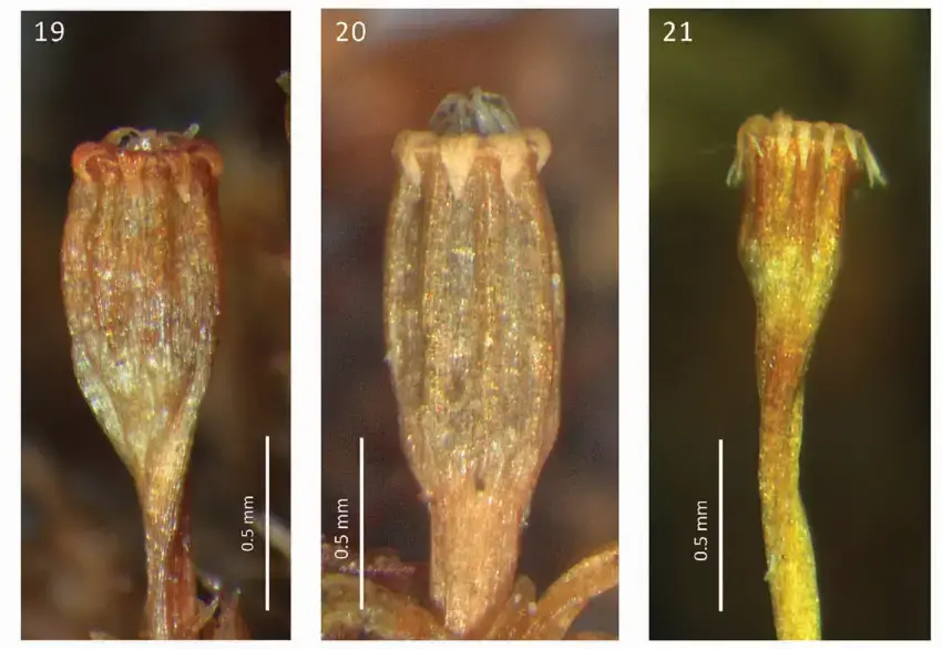 FIGURES-19-21-Comparison-of-capsules-19-Ulota-larrainii-20-U-magellanica-21-U.png