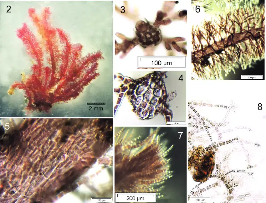 FIGURES-2-8-Dasya-patentissima-Pena-Martin-MB-Crespo-Gomez-Garreta-vegetative.png