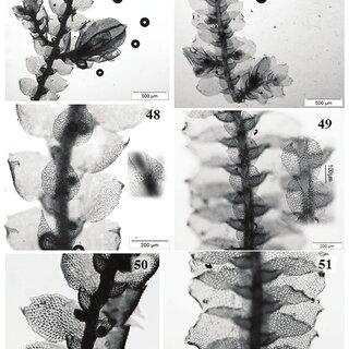 FIGURES-46-51-Comparison-between-C-cuspidifera-with-C-lacerata-46-Part-of_Q320.jpg