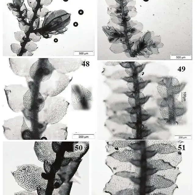 FIGURES-46-51-Comparison-between-C-cuspidifera-with-C-lacerata-46-Part-of_Q640.jpg