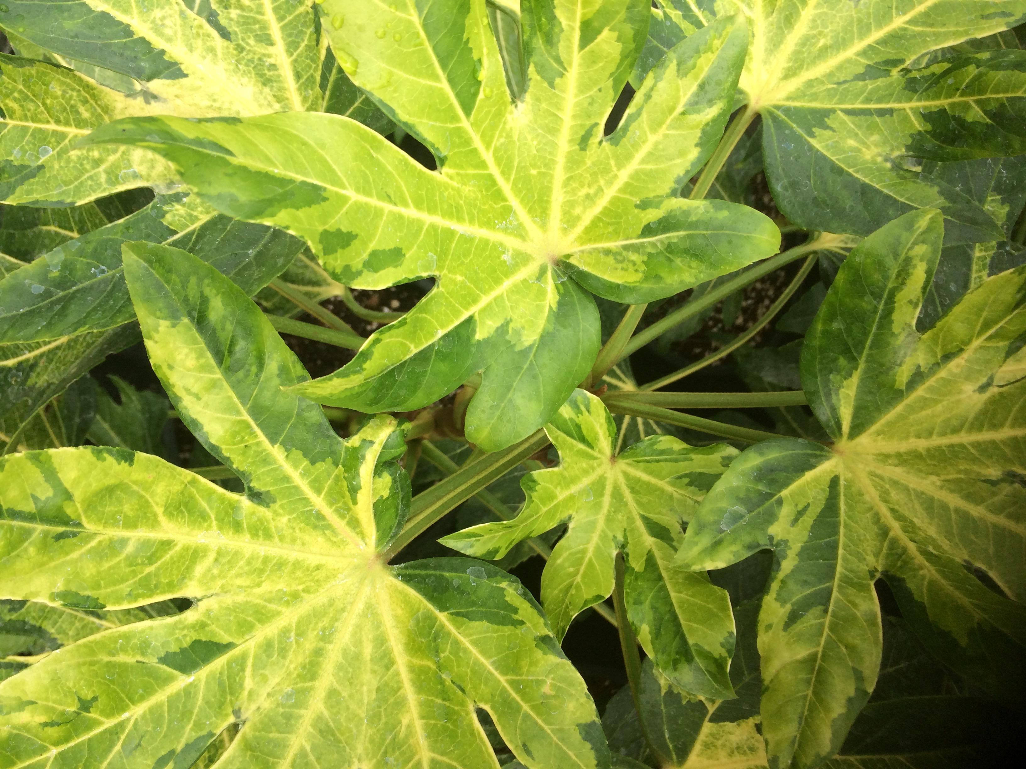 Fatsia-japonica-Murakamo-Nishiki.jpg