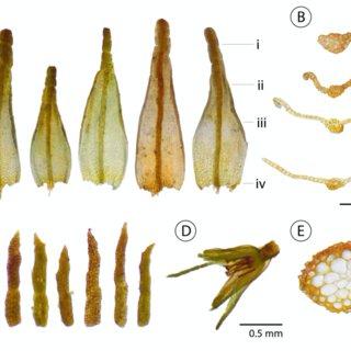 Features-of-Exobryum-fragilicuspis-from-Jasper-National-Park-Alberta-A-Examples-of_Q320.jpg