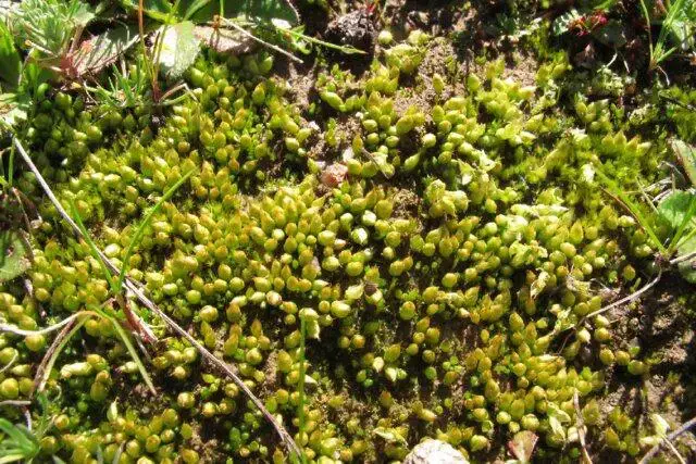 Field-habit-of-Lorentziella-imbricata-Mitt-Broth-growing-on-bare-soil-in-Reserva_W640.jpg