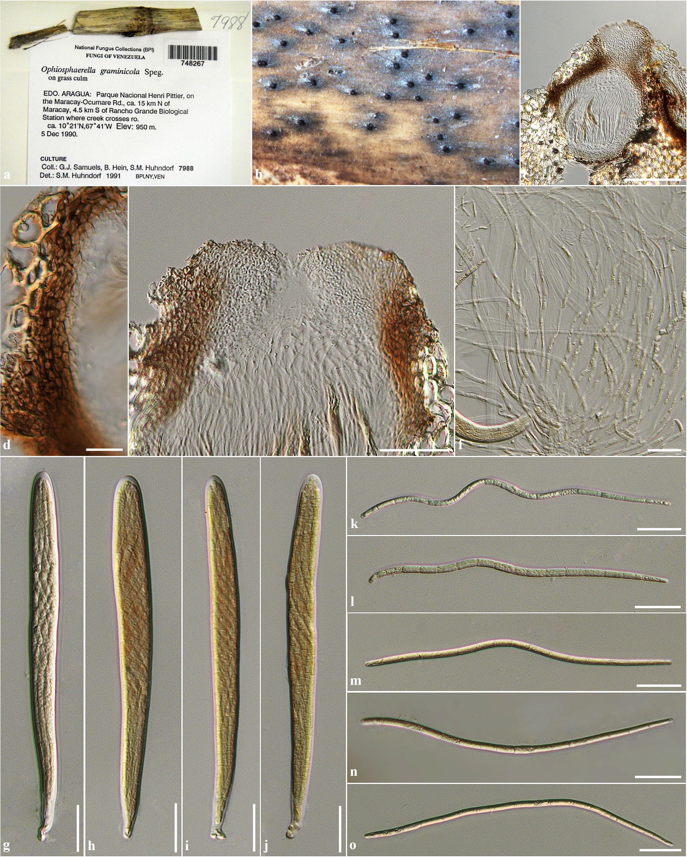 Fig.-16_Ophiosphaerella-graminicola.jpg