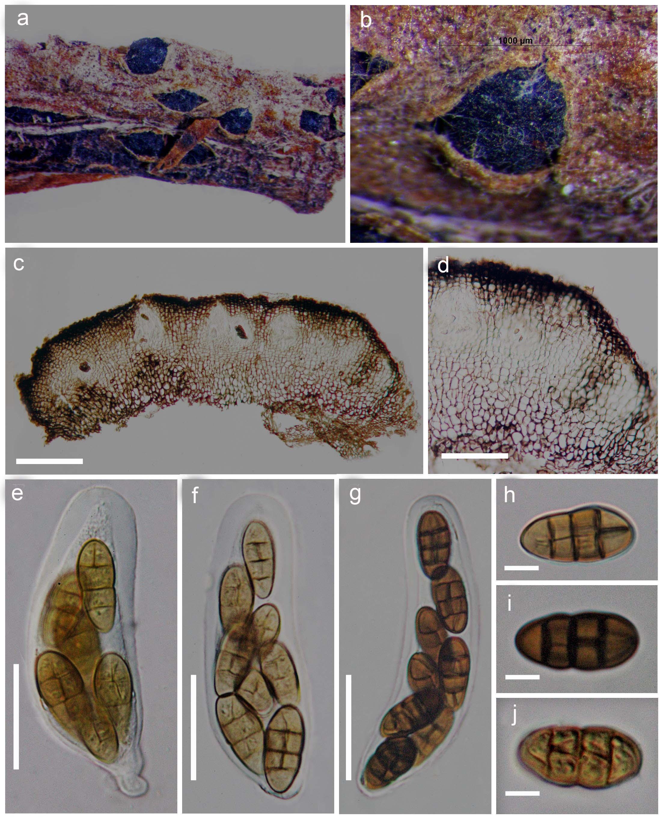 Fig.-5-Dictyodothis-berberidis.jpg