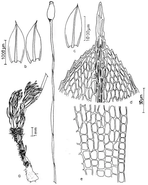 Figura-1-Brachymenium-speciosum-a-Aspecto-geral-do-gametofi-to-b-c-Filidios-d.png