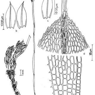 Figura-1-Brachymenium-speciosum-a-Aspecto-geral-do-gametofi-to-b-c-Filidios-d_Q320.jpg