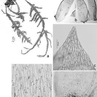 Figura-1-Calyptothecium-duplicaum-Schwaegr-Broth-a-Habito-b-Filidios-c-Apice-do_Q320.jpg