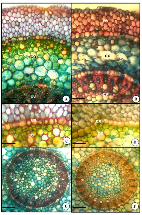 Figura-1-Cortes-transversais-realizados-na-porcao-mediana-de-raizes-Oncidium-flexuosum.png