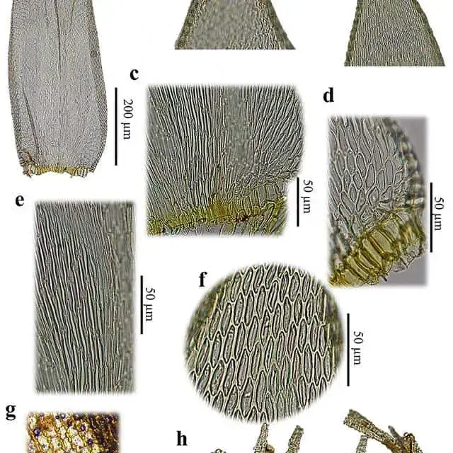 Figura-1-Meiothecium-boryanum-MuellHal-Mitt-a-Filidio-b-Variacao-do-apice-dos_Q640.jpg