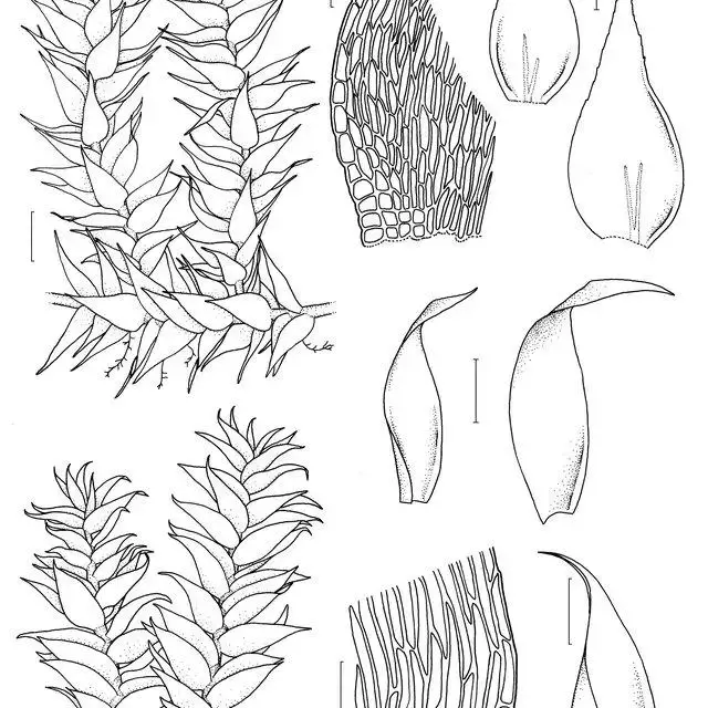 Figura-1-a-c-Chryso-hypnum-diminutivum-a-hbito-b-base-do-fildio-c-fildios-d-g_Q640.jpg