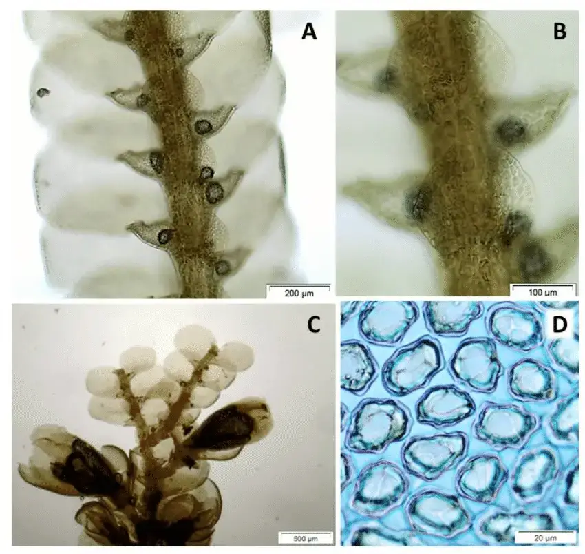 Figura-11-Cheilolejeunea-jamaicensis-Steph-A-Gametofito-em-vista-ventral-B.png