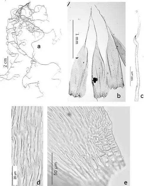 Figura-12-Orthostichopsis-tortipilis-Muell-Hal-Broth-a-Habito-b-Filidios-c.png