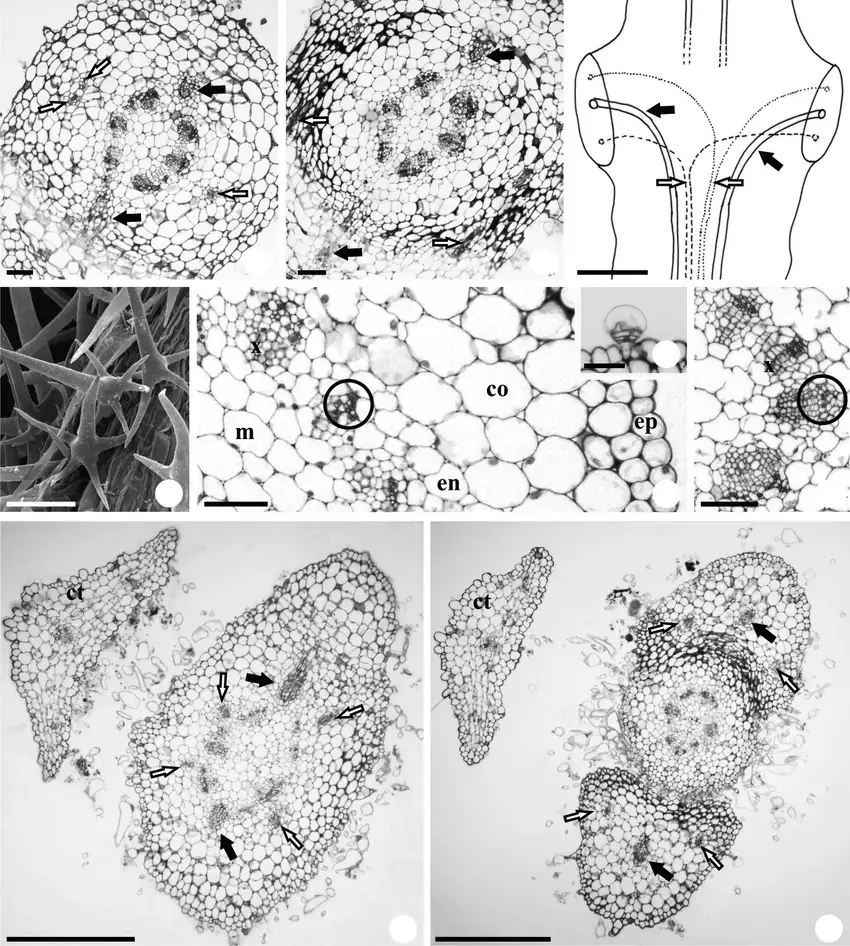 Figura-2-Piptocarpha-angustifolia-Dusen-ex-Malme-a-seccao-transversal-do-no-cotiledonar.png