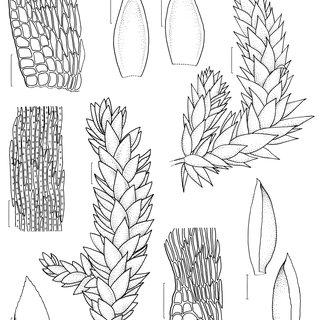 Figura-2-a-c-Pterogonidium-pulchellum-a-regio-alar-b-fildios-c-hbito-d-h_Q320.jpg