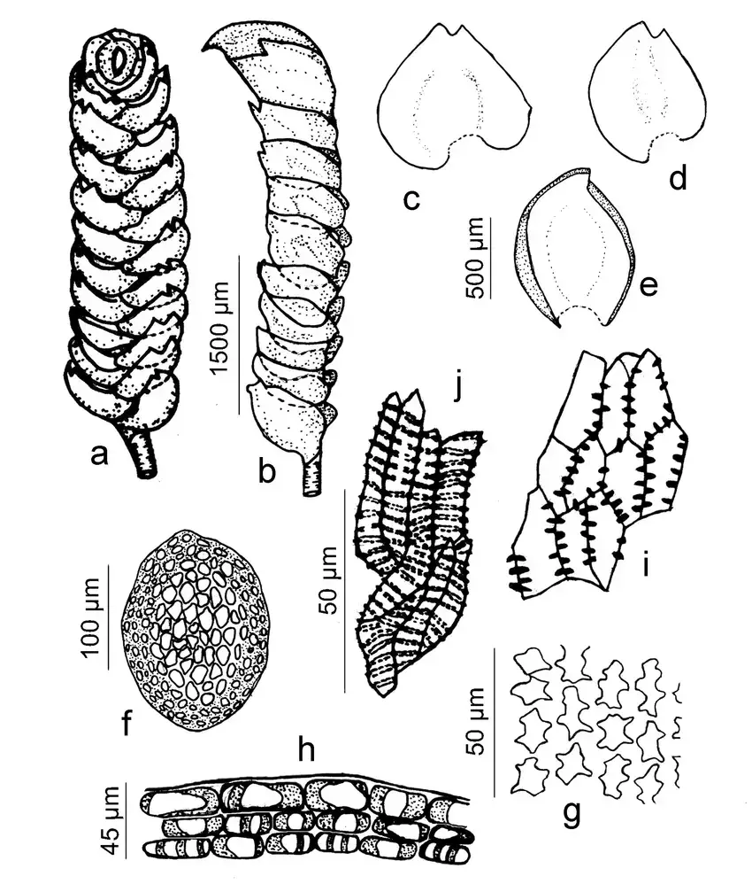 Figura-3-Anastrophyllum-nigrescens-Mitt-Steph-a-Habito-de-la-planta-en-la-cara.png