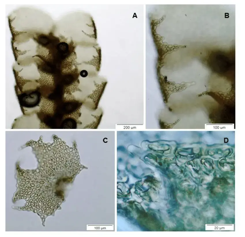 Figura-3-Cheilolejeunea-acanthina-Spruce-Gradst-Ilk-Borg-A-Gametofito-em-vista.png