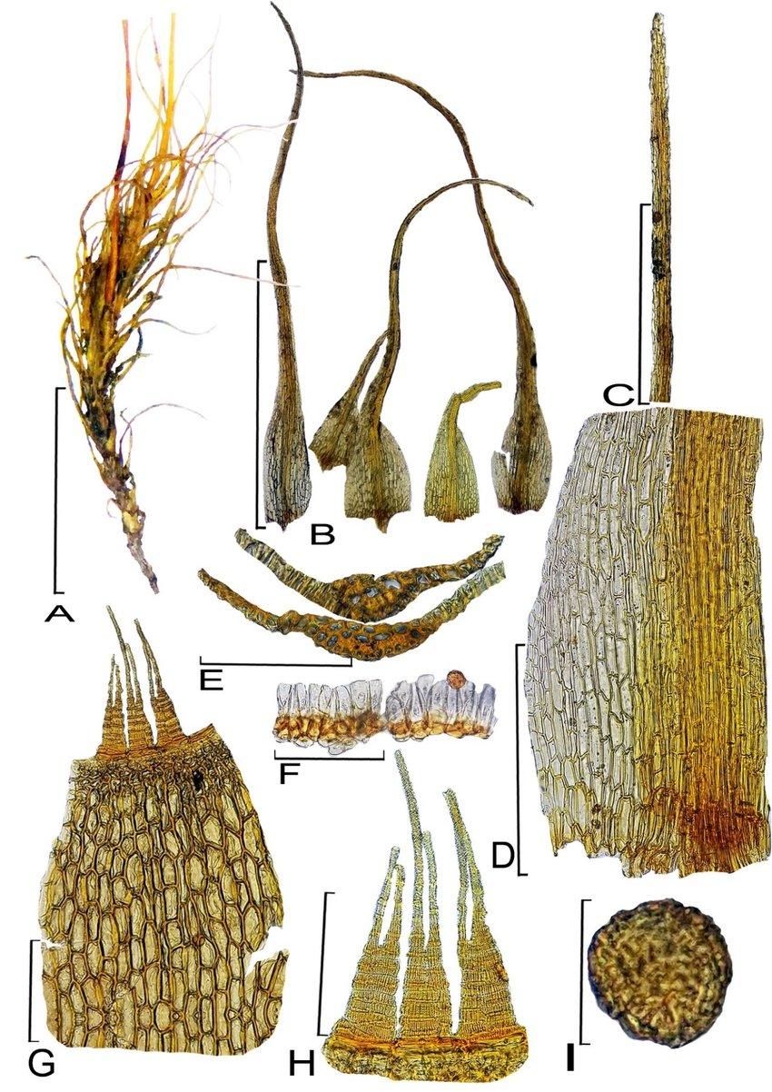 Figura-3-Dicranella-angustifolia-Mitt-A-Habito-B-Filidios-C-Apice-do-filidio-D.jpg