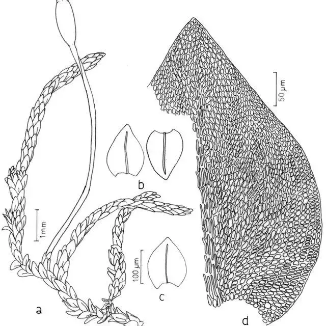 Figura-3-Dimerodontium-pellucidum-Schwaegr-Mitt-a-aspecto-geral-do-gametofito-com_Q640.jpg