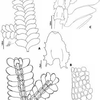 Figura-3-Porella-swartziana-Weber-Trevis-A-Habito-vista-dorsal-B-Anfigastro-C_Q320.jpg