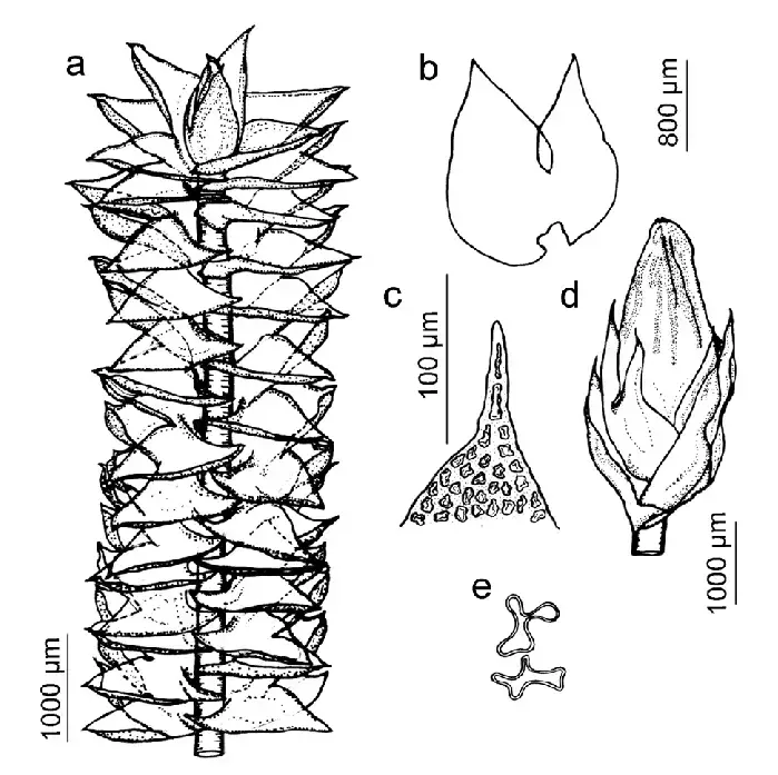 Figura-4-Anastrophyllum-piligerum-Reinw-Blume-Nees-Steph-a-Habito-de-la-planta.png