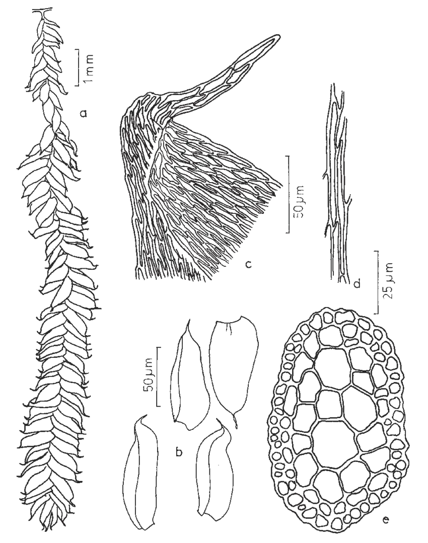 Figura-4-Catagonium-brevicaudatum-Muell-Hal-ex-Broth-a-Aspecto-geral-do-gametofito.png