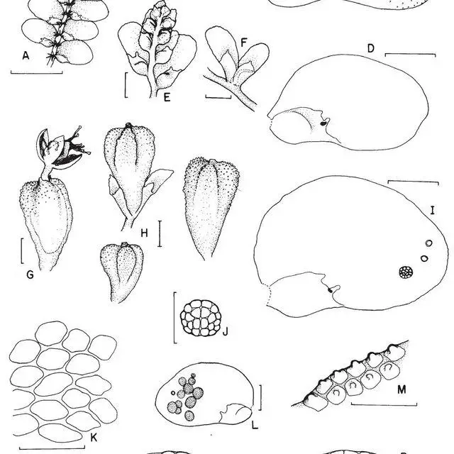 Figura-4-Cololejeunea-obliqua-Nees-Mont-Schiffn-A-P-A-Habito-vista-ventral-B_Q640.jpg