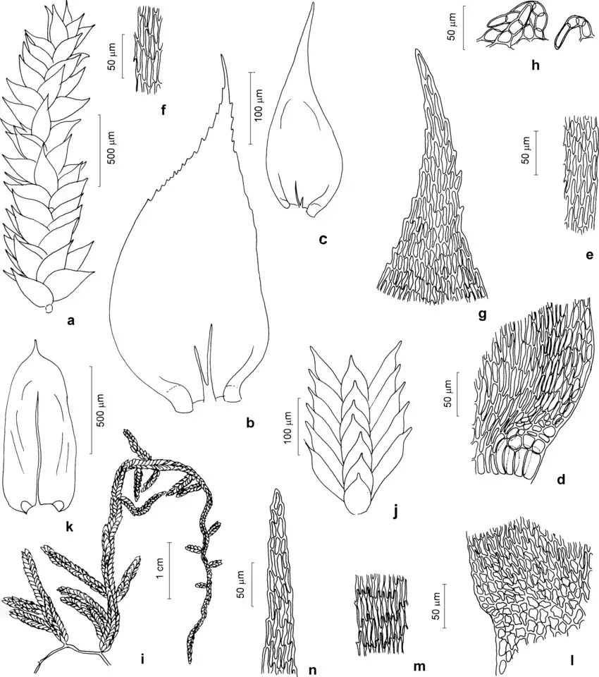 Figura-4-Hypnaceae-e-Meteoriaceae-a-h-Rhacopilopsis-trinitensis-Muell-Hal-E.png