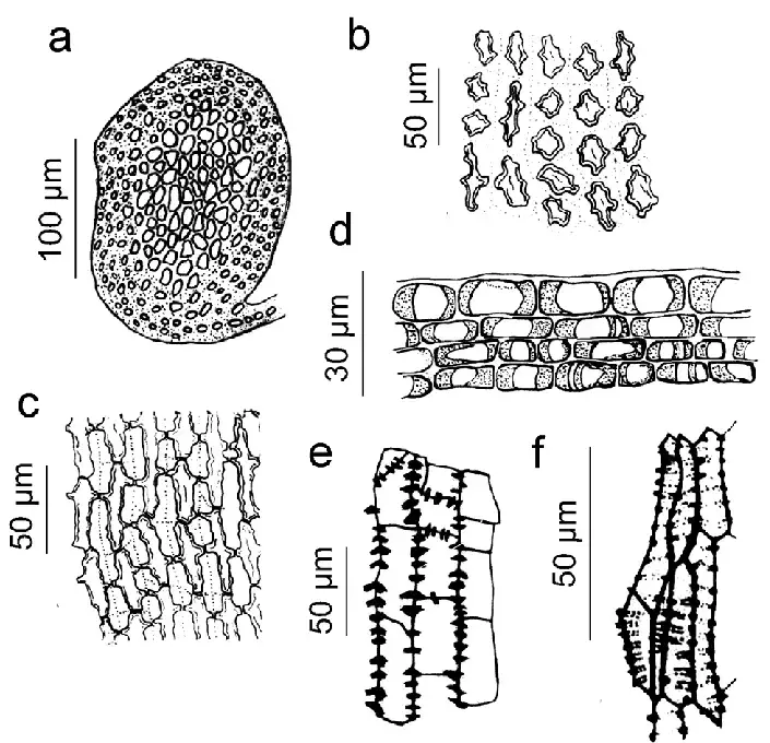 Figura-5-Anastrophyllum-piligerum-Reinw-Blume-Nees-Steph-a-Corte-transversal-del.png