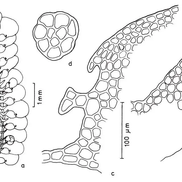 Figura-5-Diplasiolejeunea-glaziovii-a-Aspecto-geral-do-gametofito-b-Anfigastro-c_Q640.jpg