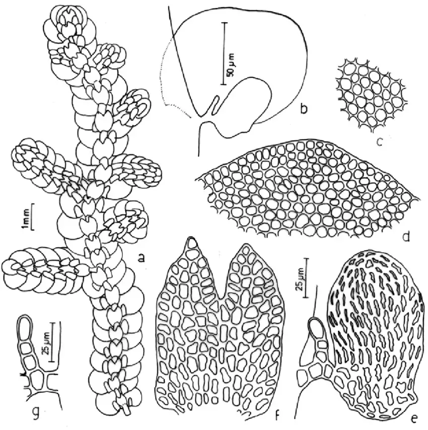 Figura-5-Frullania-subtilissima-Mont-Nees-Lindenb-a-aspecto-geral-do-gametofito.png